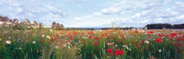 Blühende Felder mit Mohn und Wiesenblumen vor der Ostseeküste auf Rügen