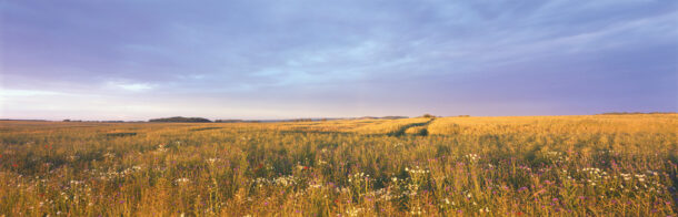 Goldenes Feld